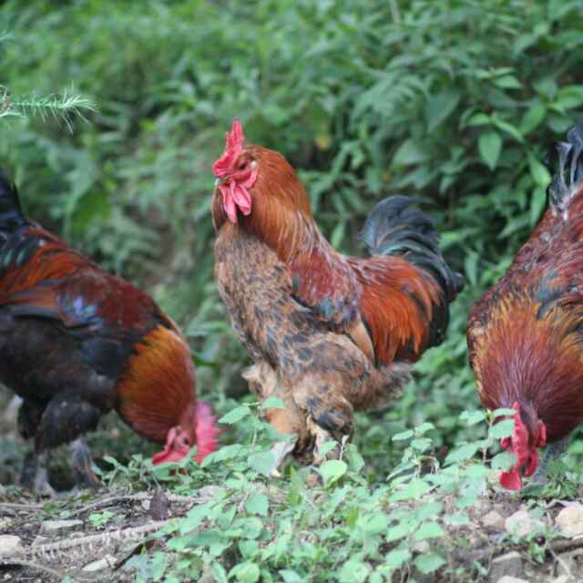 武汉爱农云联科技有限公司参与建设草科鸡产品质量安全溯源体系项目